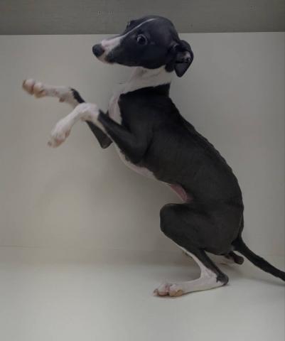 奈良県のイタリアングレーハウンド (ペットアミ 田原本店/2025年10月18日生まれ/男の子/ブルーホワイト)の子犬の2枚目の画像