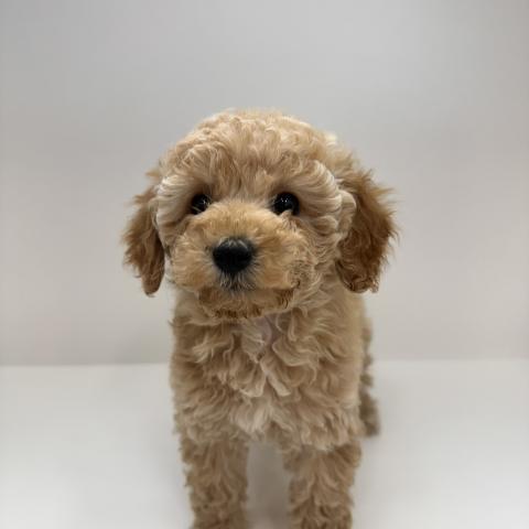 トイプードル