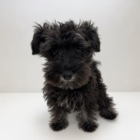 奈良県のミニチュアシュナウザー (ペットアミ 田原本店/2025年11月8日生まれ/女の子/ソルトペッパー)の子犬の4枚目の画像