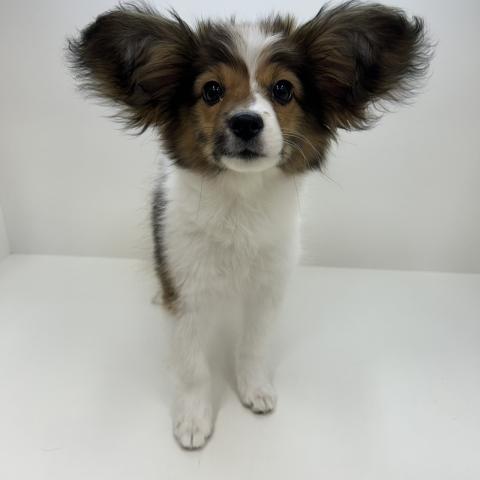 奈良県のパピヨン (ペットアミ 田原本店/2025年11月7日生まれ/男の子/ホワイトブラウン)の子犬の4枚目の画像