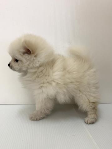新潟県のポメラニアン (ペットアミ 新発田店/2025年12月12日生まれ/男の子/クリーム)の子犬の2枚目の画像