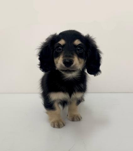 ミニチュアダックスフンド