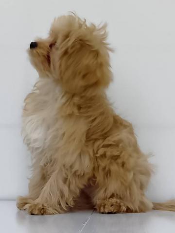 新潟県のペキプー(ペキニーズ×プードル) (ペットアミ 新発田店/2025年10月10日生まれ/男の子/アプリコット)の子犬の3枚目の画像