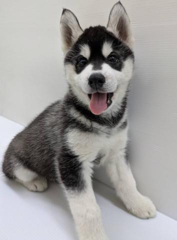 シベリアンハスキー