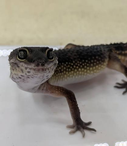 ヒョウモントカゲモドキ