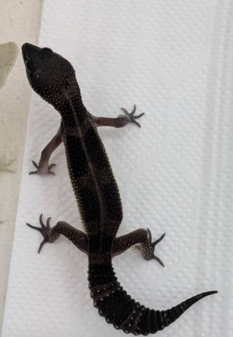 ヒョウモントカゲモドキ