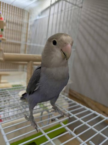 コザクラインコ