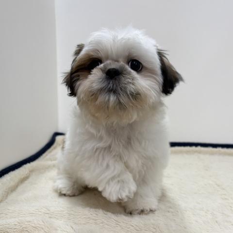 三重県のシーズー (ペットアミ 松阪店/2025年12月17日生まれ/男の子/ホワイトゴールド)の子犬の3枚目の画像