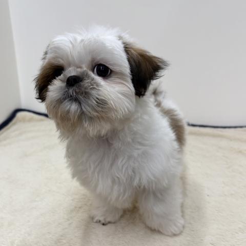 三重県のシーズー (ペットアミ 松阪店/2025年12月17日生まれ/男の子/ホワイトゴールド)の子犬の4枚目の画像