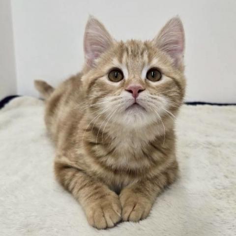 三重県のマンチカン (ペットアミ 松阪店/2025年11月14日生まれ/男の子/レッドタビー)の子猫の1枚目の画像