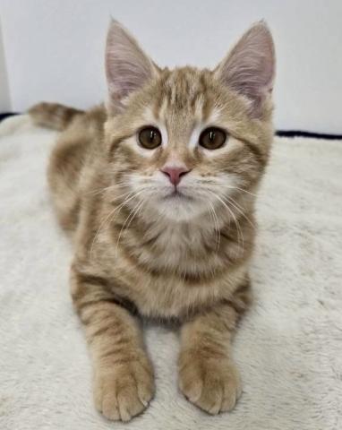 三重県のマンチカン (ペットアミ 松阪店/2025年11月14日生まれ/男の子/レッドタビー)の子猫の2枚目の画像