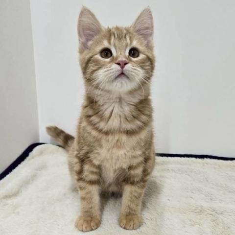 三重県のマンチカン (ペットアミ 松阪店/2025年11月14日生まれ/男の子/レッドタビー)の子猫の3枚目の画像