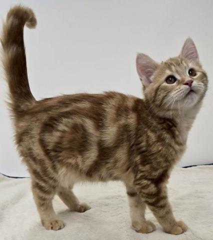 三重県のマンチカン (ペットアミ 松阪店/2025年11月14日生まれ/男の子/レッドタビー)の子猫の4枚目の画像