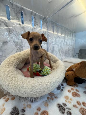 ミニチュアピンシャー