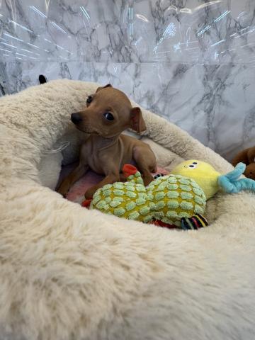 ミニチュアピンシャー