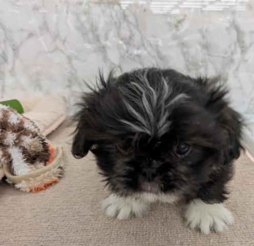 MIXペキニーズ×シー・ズー