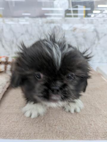 MIXペキニーズ×シー・ズー