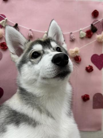 シベリアンハスキー