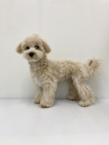 MIXマルチーズ×トイプードル