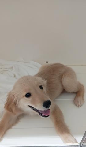 富山県のゴールデンレトリバー (ペットアミ宮野店/2025年11月15日生まれ/女の子/ゴールデン)の子犬の2枚目の画像