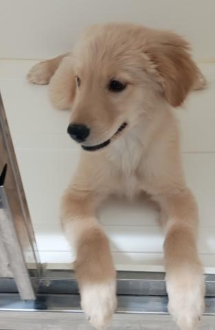 富山県のゴールデンレトリバー (ペットアミ宮野店/2025年11月15日生まれ/女の子/ゴールデン)の子犬の3枚目の画像