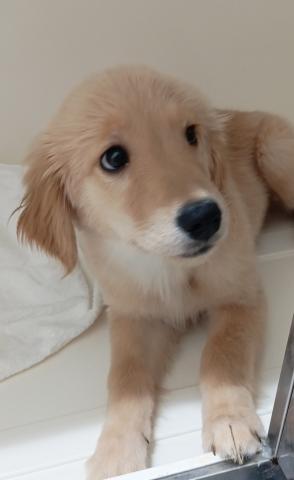 富山県のゴールデンレトリバー (ペットアミ宮野店/2025年11月15日生まれ/女の子/ゴールデン)の子犬の4枚目の画像