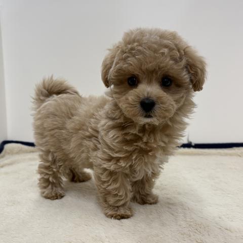 三重県のハーフ犬・ミックス犬 (ペットアミ 松阪店/2026年1月3日生まれ/男の子/アプリコット)の子犬の2枚目の画像