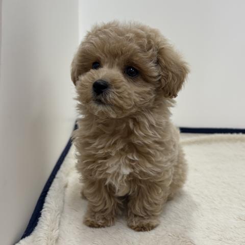 三重県のハーフ犬・ミックス犬 (ペットアミ 松阪店/2026年1月3日生まれ/男の子/アプリコット)の子犬の3枚目の画像