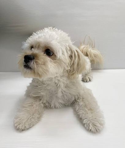 和歌山県のハーフ犬・ミックス犬 (ペットアミ 岩出店/2025年6月21日生まれ/女の子/その他色)の子犬の2枚目の画像