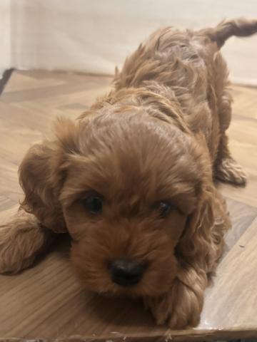 和歌山県のキャバプー(キャバリア×プードル) (ペットアミ 和歌山インター店/2025年12月20日生まれ/女の子/ルビーホワイト)の子犬の3枚目の画像