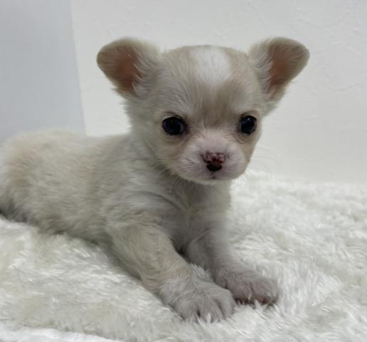 和歌山県のチワワ(ロング) (ペットアミ 那賀店/2026年1月2日生まれ/女の子/クリーム)の子犬の2枚目の画像