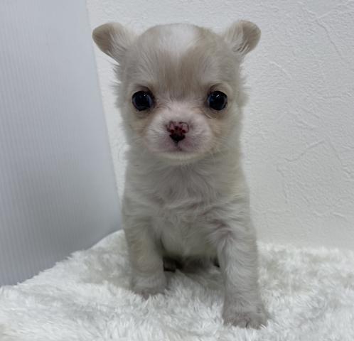 和歌山県のチワワ(ロング) (ペットアミ 那賀店/2026年1月2日生まれ/女の子/クリーム)の子犬の3枚目の画像