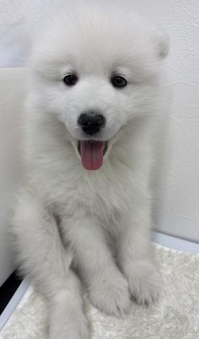 和歌山県のサモエド (ペットアミ 那賀店/2025年12月23日生まれ/女の子/ホワイト)の子犬の1枚目の画像