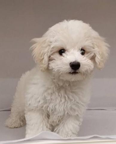 ビションフリーゼ