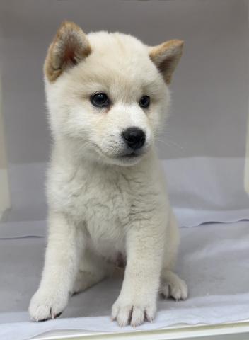 三重県の柴犬(標準サイズ) (ペットアミ 明和店/2025年12月26日生まれ/男の子/白)の子犬の2枚目の画像