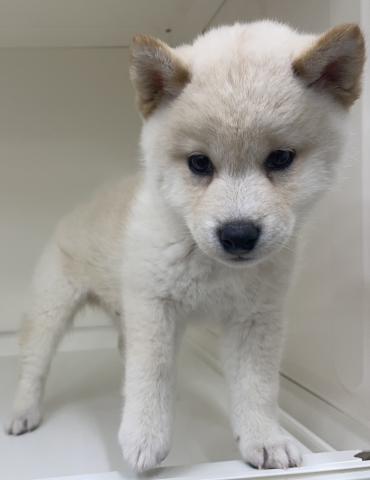 三重県の柴犬(標準サイズ) (ペットアミ 明和店/2025年12月26日生まれ/男の子/白)の子犬の3枚目の画像