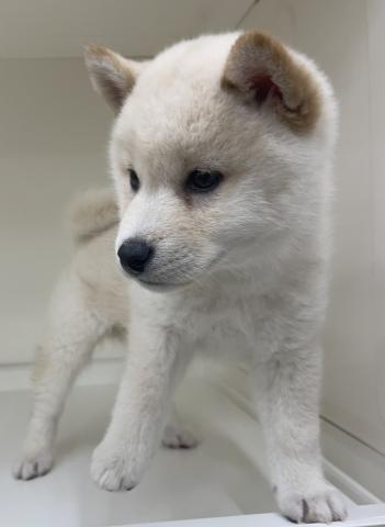 三重県の柴犬(標準サイズ) (ペットアミ 明和店/2025年12月26日生まれ/男の子/白)の子犬の4枚目の画像