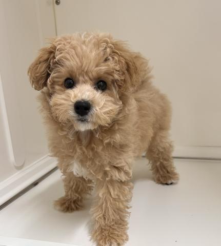 新潟県のハーフ犬・ミックス犬 (ペットアミ 三条四日町店/2025年9月25日生まれ/女の子/アプリコット)の子犬の3枚目の画像