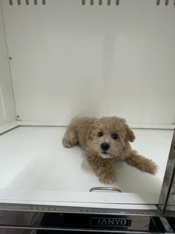 新潟県のハーフ犬・ミックス犬 (ペットアミ 三条四日町店/2025年9月25日生まれ/女の子/アプリコット)の子犬の4枚目の画像