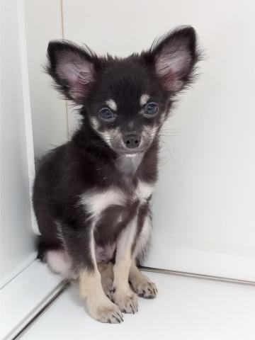 チワワ（ロングコート）