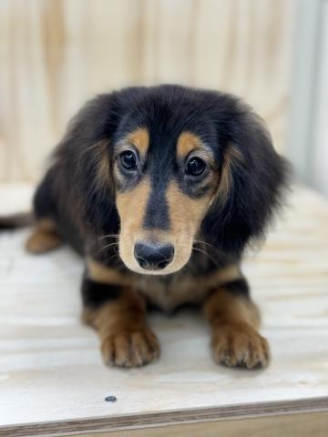 ミニチュアダックスフンド