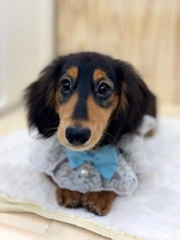 新潟県のミニチュアダックスフンド(ロング) (ペットアミ 柏崎店/2025年10月18日生まれ/男の子/ブラックタン)の子犬の2枚目の画像
