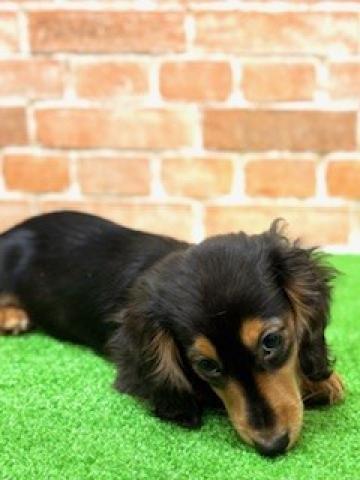 新潟県のミニチュアダックスフンド(ロング) (ペットアミ 柏崎店/2025年10月18日生まれ/男の子/ブラックタン)の子犬の3枚目の画像