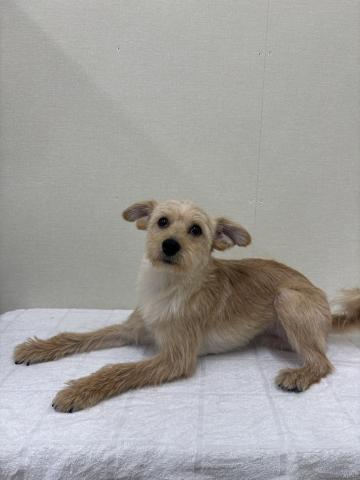 富山県のポメプー(ポメラニアン×プードル) (ペットアミ宮野店/2025年5月22日生まれ/男の子/クリーム)の子犬の2枚目の画像