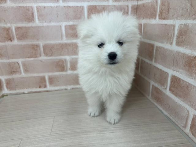 埼玉県のサモエド (NICO PET さいたま新都心店/2026年1月2日生まれ/女の子/ホワイト)の子犬