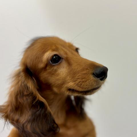 ミニチュアダックスフンド