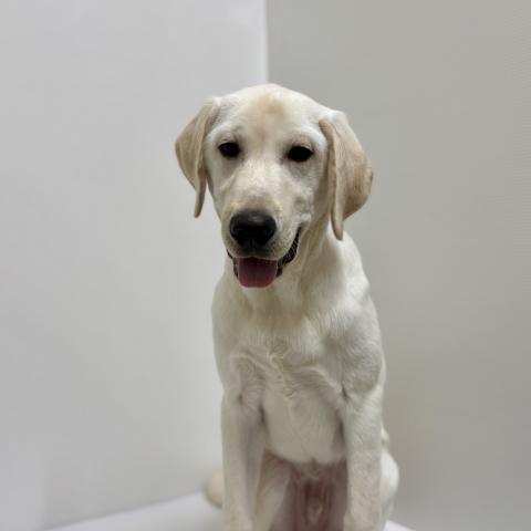 ラブラドールレトリーバー