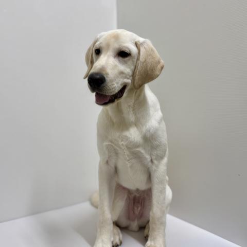 ラブラドールレトリーバー
