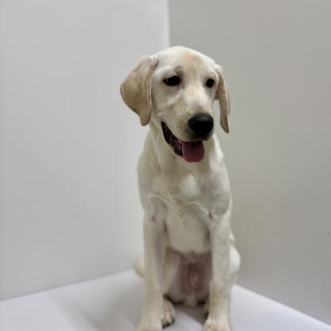 ラブラドールレトリーバー