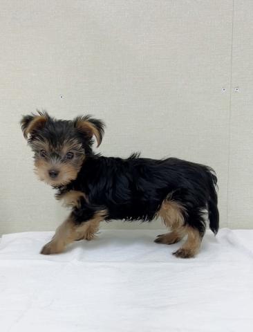 ヨークシャーテリア